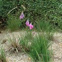 Dierama pulcherrima